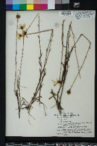 Balduina uniflora image