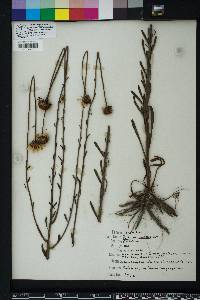 Balduina uniflora image