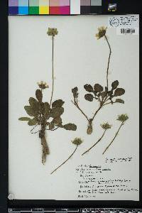 Berlandiera subacaulis image