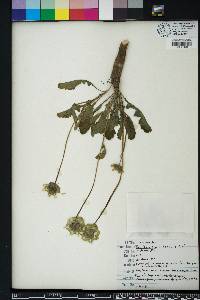 Berlandiera subacaulis image