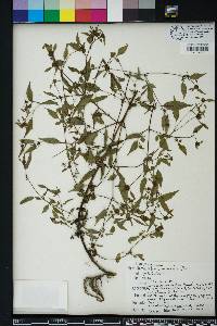 Bidens discoidea image