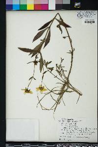 Bidens laevis image