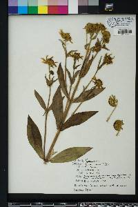 Bidens laevis image