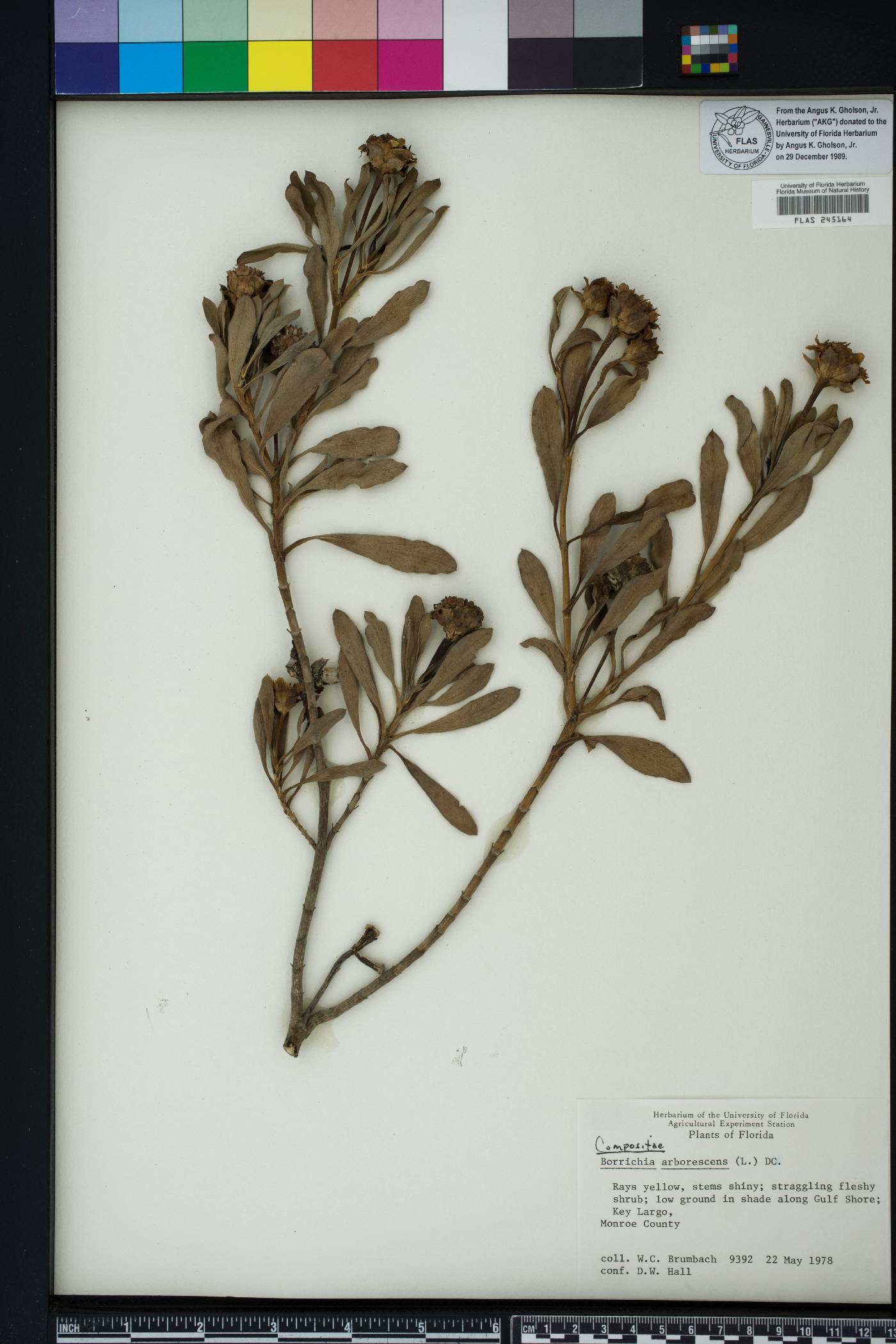 Borrichia arborescens image