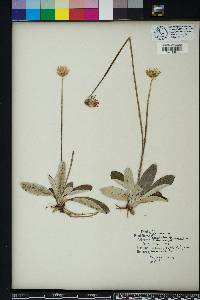 Chaptalia tomentosa image