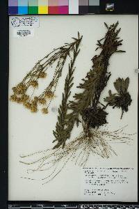 Chrysopsis gossypina subsp. hyssopifolia image