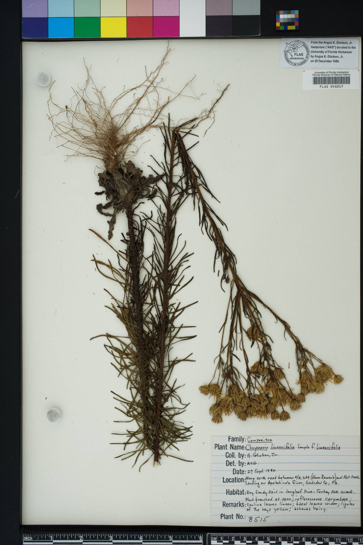 Chrysopsis linearifolia image