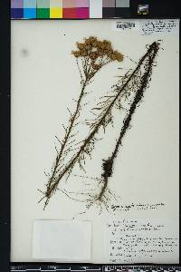 Chrysopsis linearifolia image