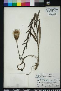 Cirsium lecontei image