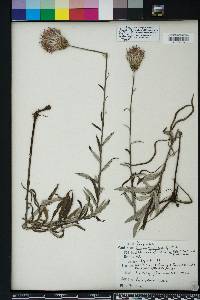 Cirsium virginianum image