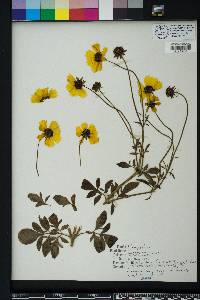 Coreopsis basalis image