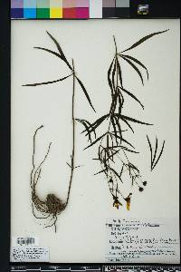 Coreopsis delphiniifolia image