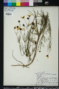 Coreopsis delphiniifolia image