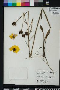 Coreopsis floridana image