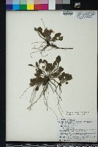 Chrysogonum australe image