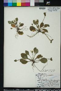 Chrysogonum australe image