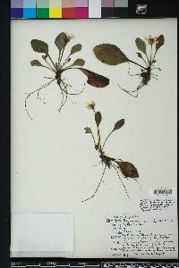 Chrysogonum australe image