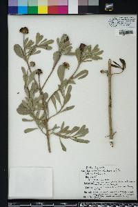 Borrichia frutescens image