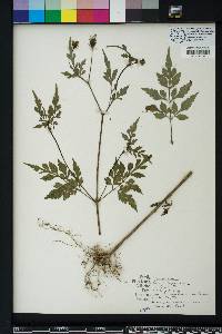 Bidens bipinnata image