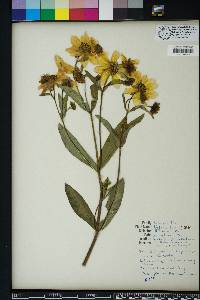 Bidens laevis image