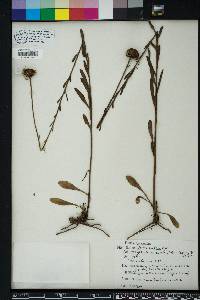 Balduina uniflora image