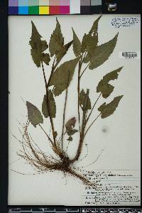 Symphyotrichum urophyllum image