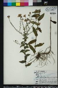 Symphyotrichum patens image