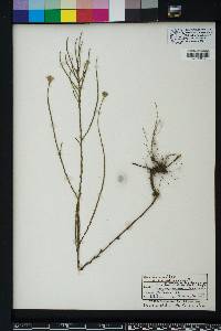 Symphyotrichum adnatum image