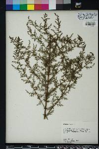 Artemisia annua image