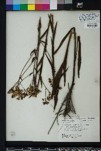 Arnoglossum ovatum image