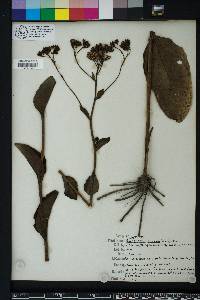 Arnoglossum ovatum image