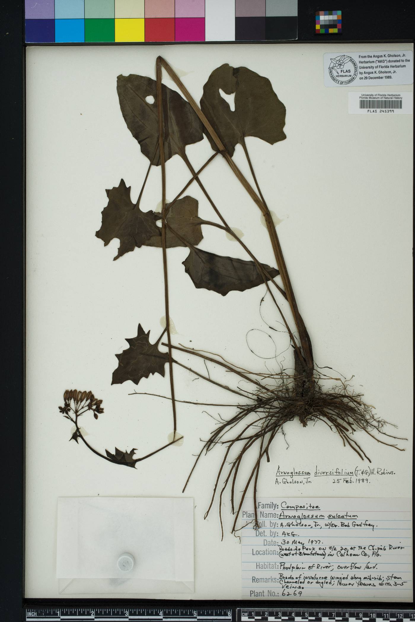 Arnoglossum diversifolium image