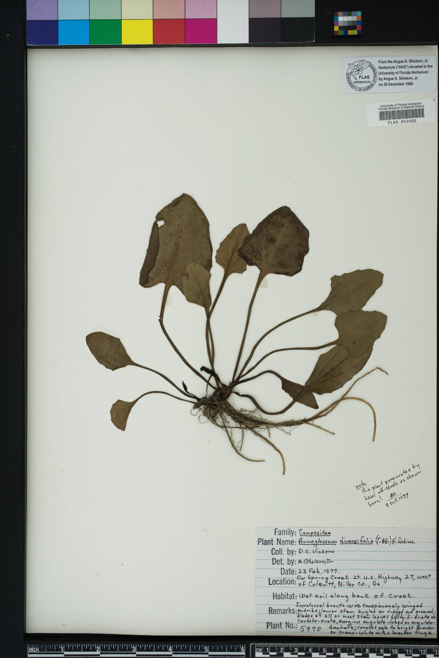 Arnoglossum diversifolium image