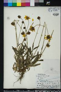 Coreopsis lanceolata image