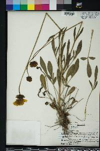 Coreopsis lanceolata image