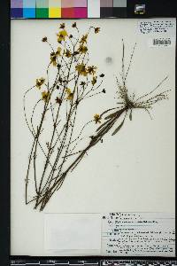 Coreopsis linifolia image