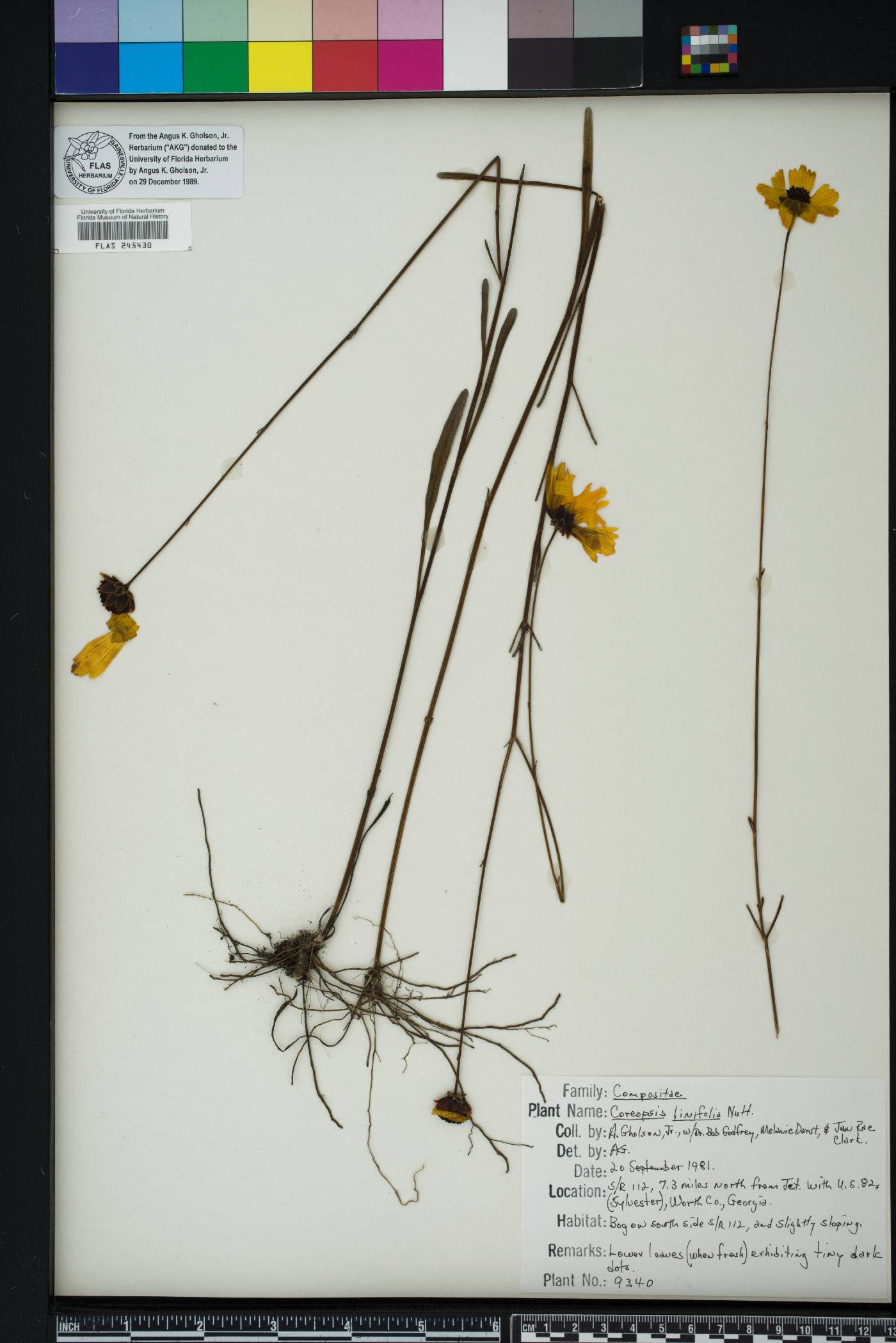 Coreopsis linifolia image