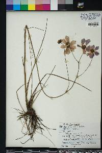 Coreopsis nudata image