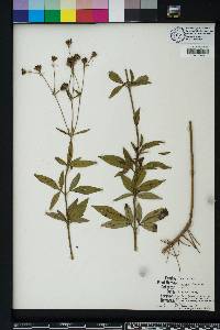 Coreopsis tripteris image