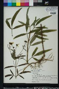 Coreopsis tripteris image