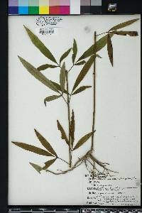 Coreopsis tripteris image