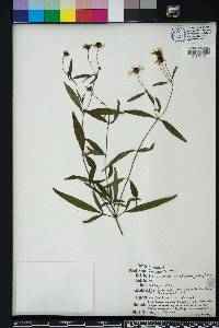 Coreopsis tripteris image