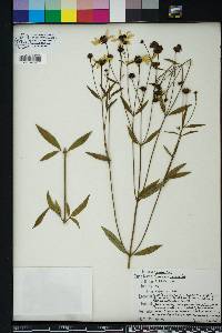 Coreopsis tripteris image