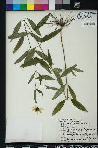 Coreopsis tripteris image