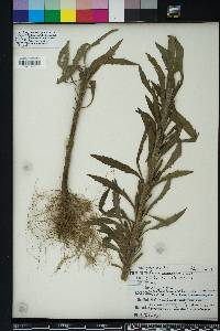 Conyza bonariensis image