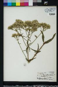 Eupatorium album image