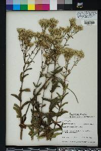 Eupatorium album image