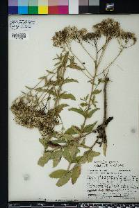 Eupatorium album image