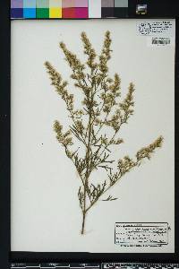 Eupatorium compositifolium image