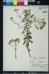 Eupatorium cuneifolium image